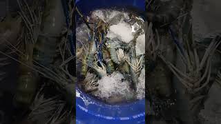 Binatang Terdiri Dr Dua Huruf fyp viral udang udanggalah