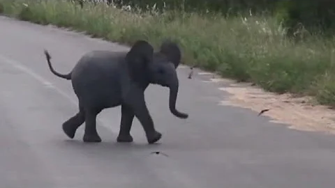 Unlikely Friends! Baby Elephant Has a Ball Playing With Flock of Birds
