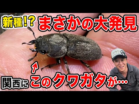 Major discovery] A new species!? We collected a stag beetle that