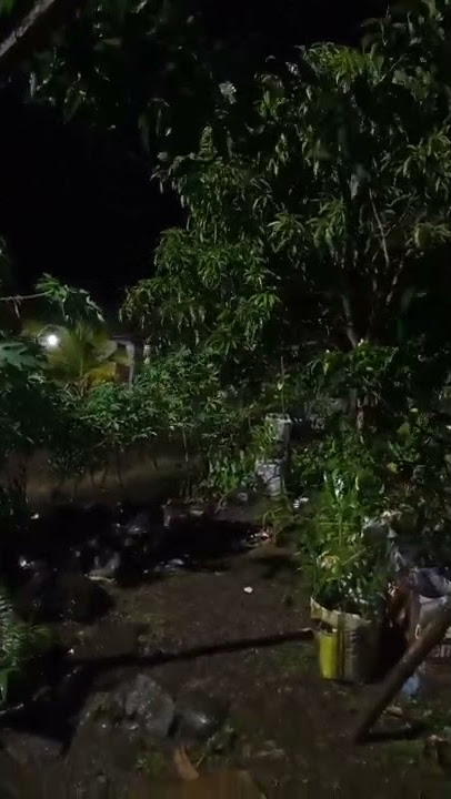 Pekarangan rumah yang diguyur hujan di malam hari