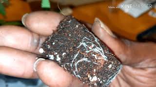 Bag seeds vs Breeder seeds Greenpoint Genetics Black Diamond Genetics under Mars Hydro TS1000