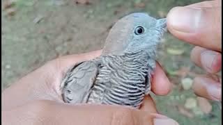 BerUNTUNG_Suara indah Burung Mewah super GALAK😱😱
