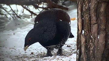 Capercaillie