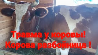 Травма у коровы.Обидела другая  агрессивная корова.Как покупать с агрессивным коровами.