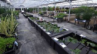 New Patio Pond and Going to Chalily For Pond Plants