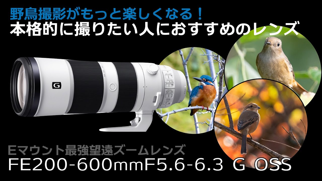 作例あり！野鳥撮影機材の沼-超望遠レンズSEL200600Gに手を出して