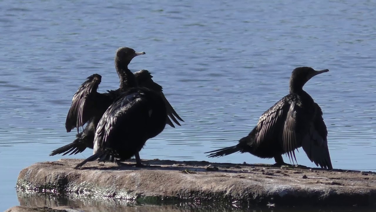 Little Black Cormorant 6 