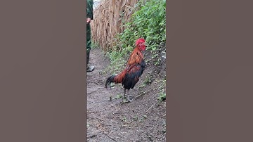 gà rừng mã đỏ bây đập cánh gáy cực hay.qaib qus ya ntxuaj ti zoo tiag tiag