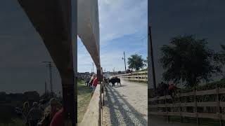 Encierro el vellón 08/10/23 #encierros #toros #mansos #pueblo #ferias #vellón #run #madrid