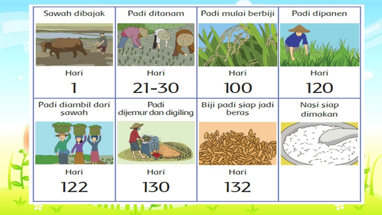 Gambar Proses Padi Menjadi Beras - Pelajari Prosesnya