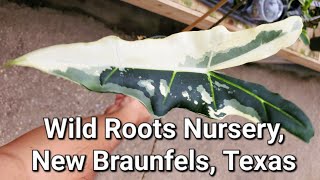 Wild Roots Nursery in New Braunfels, Texas