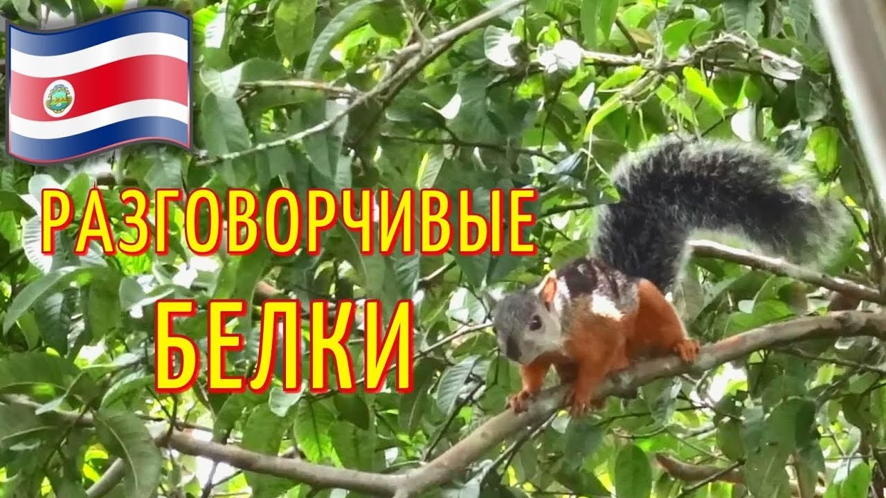 Звуки белок слушать