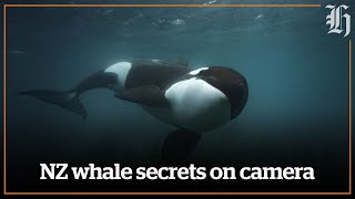 Orca: The moment a killer whale shares its catch with Brian Skerry