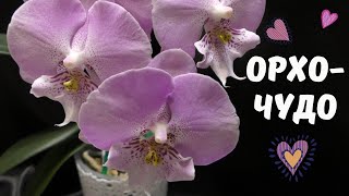 видео: Чудо фаленопсис - Биг Лип! Обзор моих красавцев Биг Липов картинка: Чудо фаленопсис - Биг Лип! Обзор моих красавцев Биг Липов