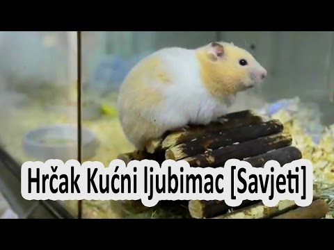 Video: Kako Hraniti Hrčke