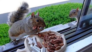 Alpha squirrel disciplines a greedy squirrel