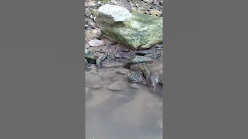 Жуки вертячки.