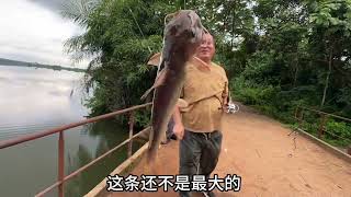 早起的钓鱼佬有鱼吃，又是收获满满的一天