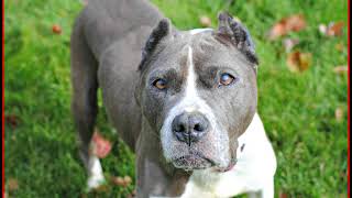 Nov 19, 2017 Darla Needs A Home At Rescue Ridge