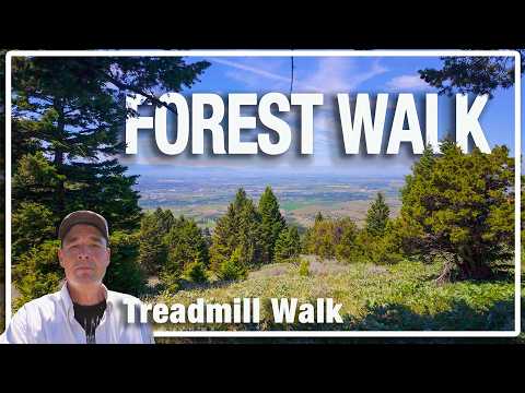 Summer Forest Escape 🌲 Sypes Canyon Trail Descent, Montana (4K Nature Walk)