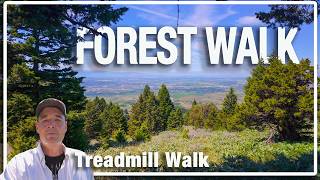 Summer Forest Escape 🌲 Sypes Canyon Trail Descent, Montana (4K Nature Walk)