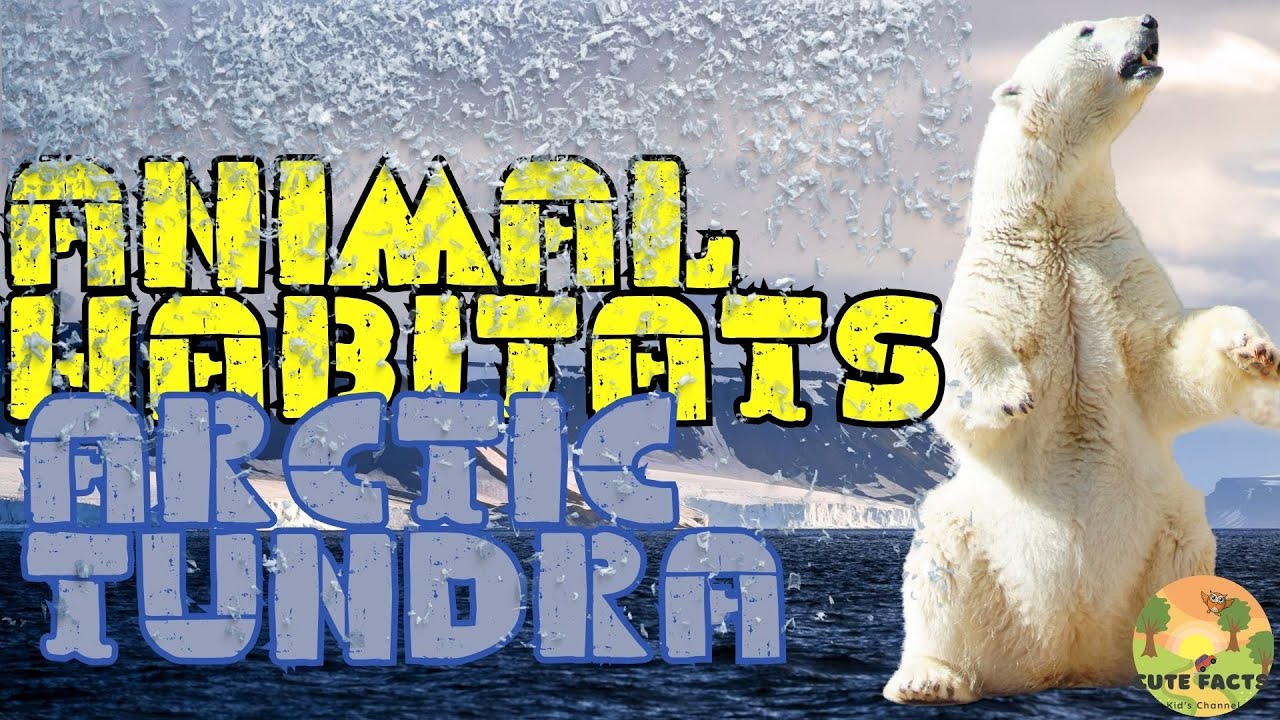arctic-tundra-habitat-facts-and-sounds-for-kids-cute-facts-youtube