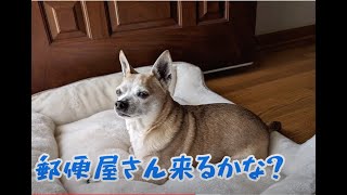 ガウガウRICKEYちゃん日記天気良いので玄関ドアを開けてあげるとのんびり観察する愛犬が可愛い愛犬ルーティン　ガーデニング