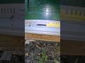 ADJUSTING LYSON FRONT ENTRANCE #lyson #bee #beekeeping #beehive #beekeeper #beehome #honeybeesting