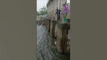 Chài cá mùa mưa lũ #fishing #chaica