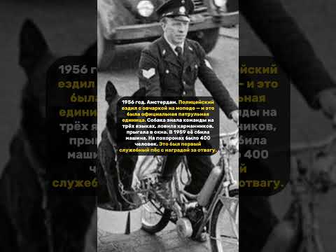 ПЕС ПРИ ПОГОНАХ. #песня #полиция #закон #животные #новости #жизнь #игра #языке