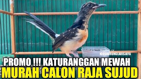PROMO !!! INI DIA MURAI TROTOL INDEN RING KONDANG PALING DIBURU PEMAIN GANTANGAN YG DIJUAL MURAH