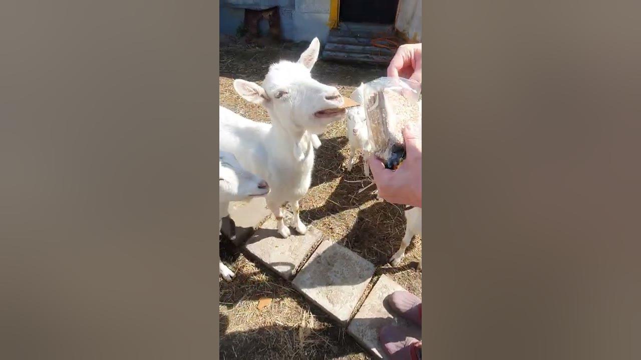 goats eat bread YouTube