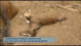 Carroceiro é preso após maltratar e matar cavalo – O JANELÃO