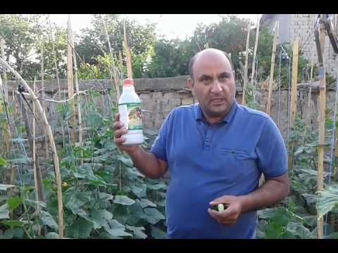 Video: Otaq bitkilərində pestisidlərdən istifadə - Kimyəvi pestisidlərdən qapalı şəraitdə necə istifadə etməli