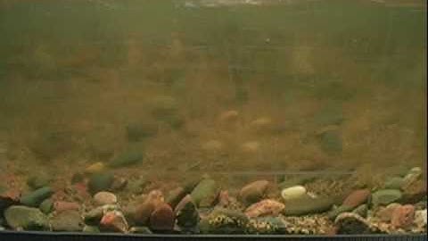 Sediment Transport, 100 g/m/s (12 mm & 1.2 mm)