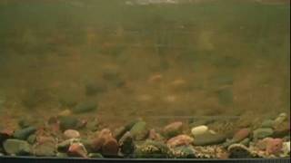 Sediment Transport, 100 g\/m\/s (12 mm \& 1.2 mm)