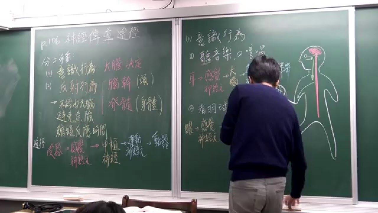 國一上生物5-1(4)神經傳導途徑(意識/反射)