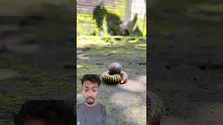khunkhar ganagrasshopper * insect * shell * snail * hermitcrab#bushcraft #food #sorts