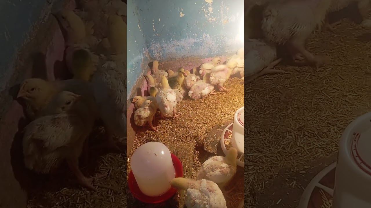 مشروع فراخ بيضاء من البيت  مربح جداً  عمرهم 15يوم🧿🧿🧿🧿