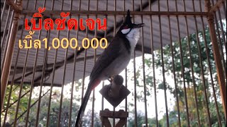นกเบิ้ล เบิ้ลอาชีพ เดินเพลงต่อเนื่องนกร้องตามง่าย#Chào mào#Red-whiskered BulbulI#thailand