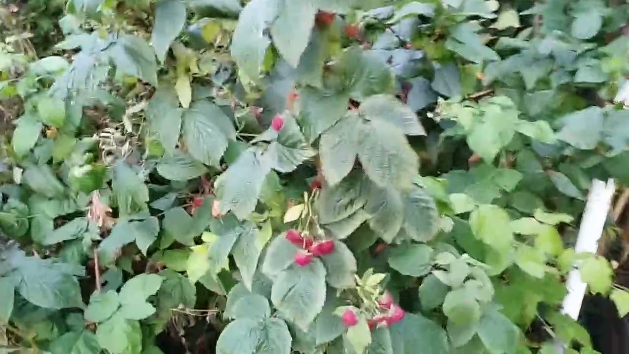 Rod Mikołów 2025.10.08 jesień pełną parą