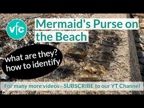 A Mermaid's Purse (Egg of Sharks and Ray... | Stock Video | Pond5