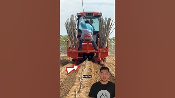 Menanam singkong menggunakan mesin modern #tanam #singkong #pertanian #agriculture #mesin