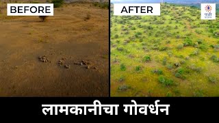 लामकानीचा गोवर्धन शिकवतोय आदर्श गवत संवर्धन! | The Power of Nutritious Grasses | Eng Subtitles