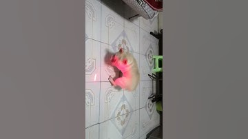 Pet Cat LED Light Laser Toys Red Laser Pen Tease Cats Rods Visible Light | Dog & Cat Supplies