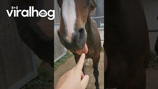 Relaxed Horse Thoughtlessly Bleps || ViralHog