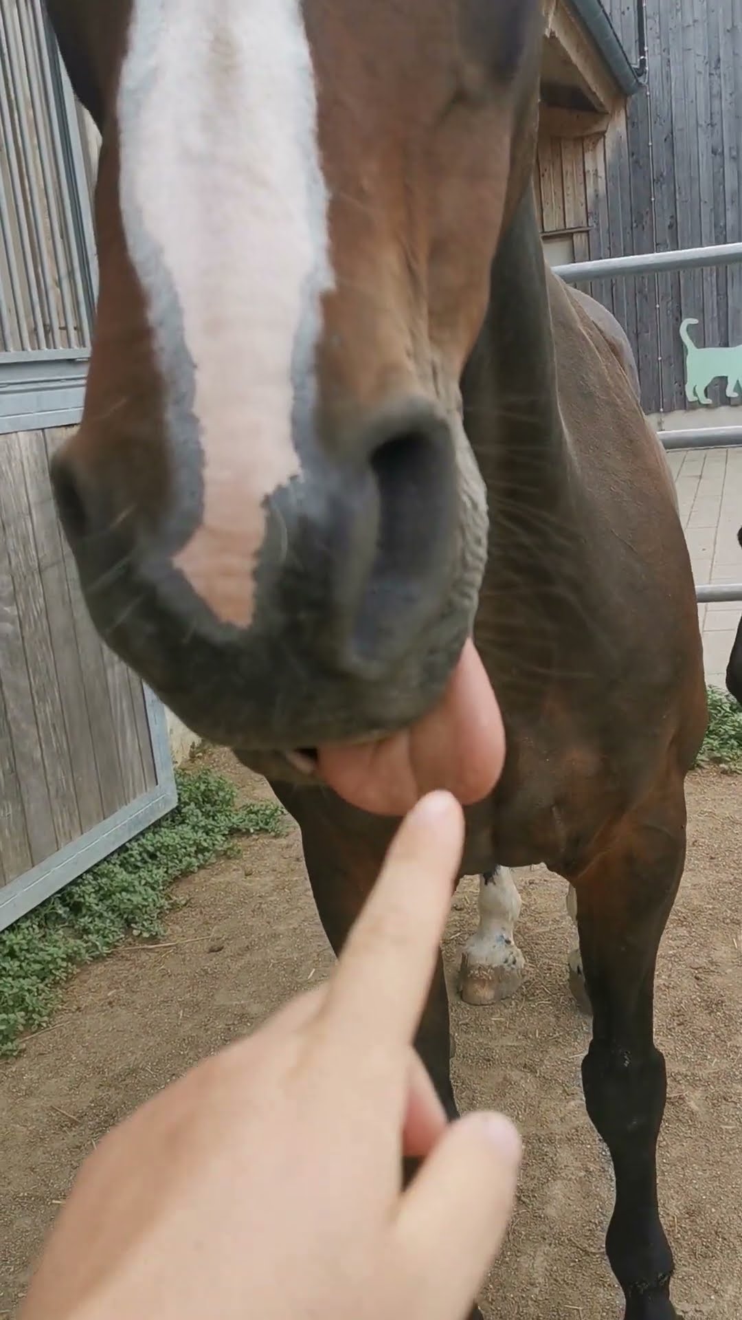 Relaxed Horse Thoughtlessly Bleps || ViralHog
