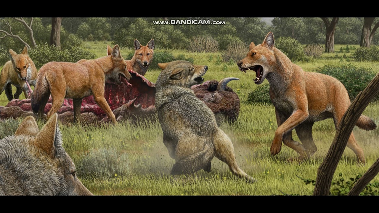 Download Dire Wolf Sounds