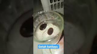 fosil getah katilayu cirebon