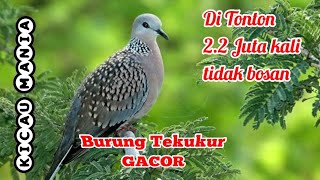 ♘ Mimpi melihat burung tekukur togel